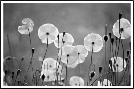 Zasklený tištěný obraz, černo-bílý, DX TYP 19 FLOWERS