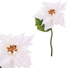 Vánoční růže, poinsécie , barva  bílá UKK-045