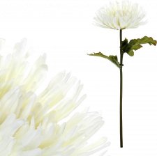 Chryzantéma jednohlavá, barva světle krémová. KU4335